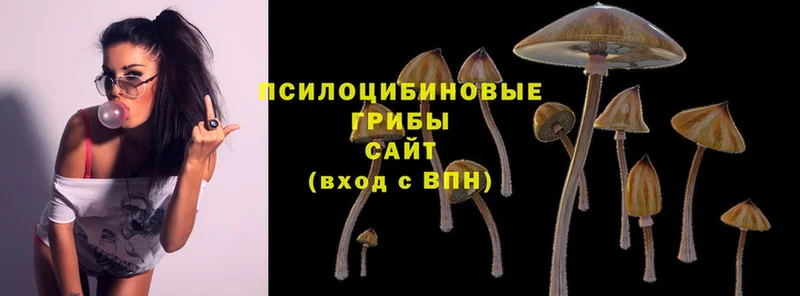 Галлюциногенные грибы Psilocybe  Луга 